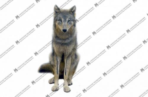 wolf_10